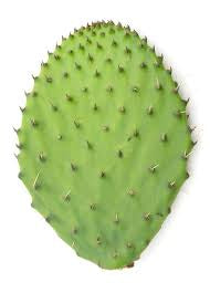 Nopal